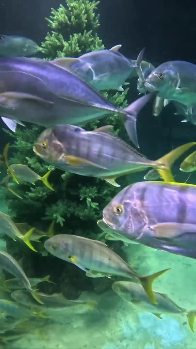 Пока столица ждёт свою главную ёлку, в «Москвариуме» уже установили подводную красавицу на глубине 4 метров