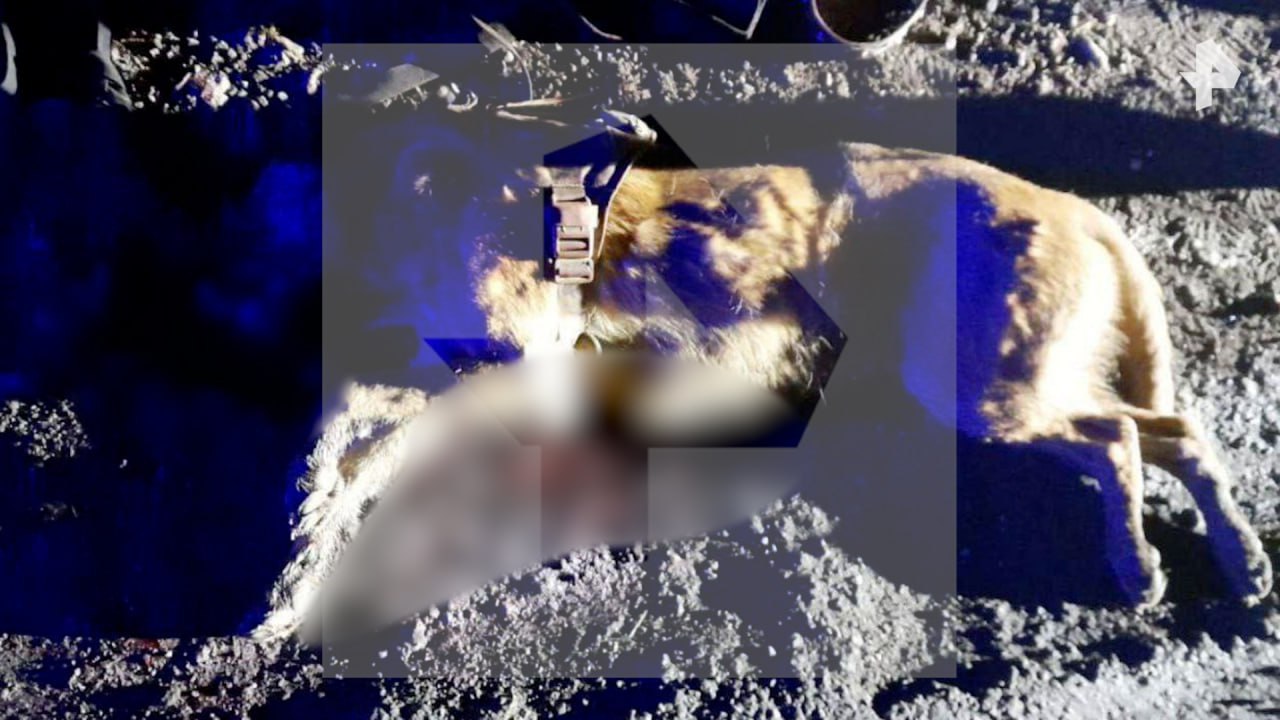 Житель Подмосковья расстрелял двух собак и избил их хозяина за отказ выплачивать компенсацию, после того, как один из питомцев понюхал его ногу Житель Подмосковья расстрелял двух собак и избил их хозяина за отказ выплачивать компенсацию, после того, как один из питомцев понюхал его ногу