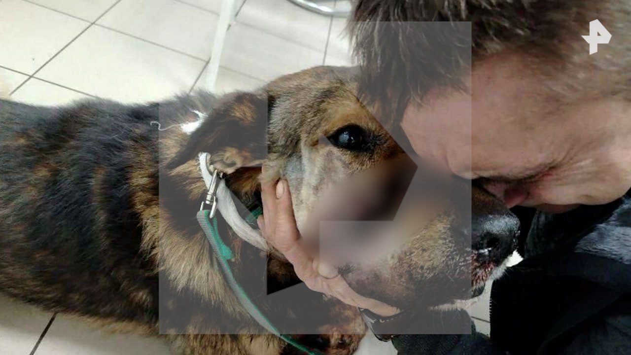 Житель Подмосковья расстрелял двух собак и избил их хозяина за отказ выплачивать компенсацию, после того, как один из питомцев понюхал его ногу Житель Подмосковья расстрелял двух собак и избил их хозяина за отказ выплачивать компенсацию, после того, как один из питомцев понюхал его ногу