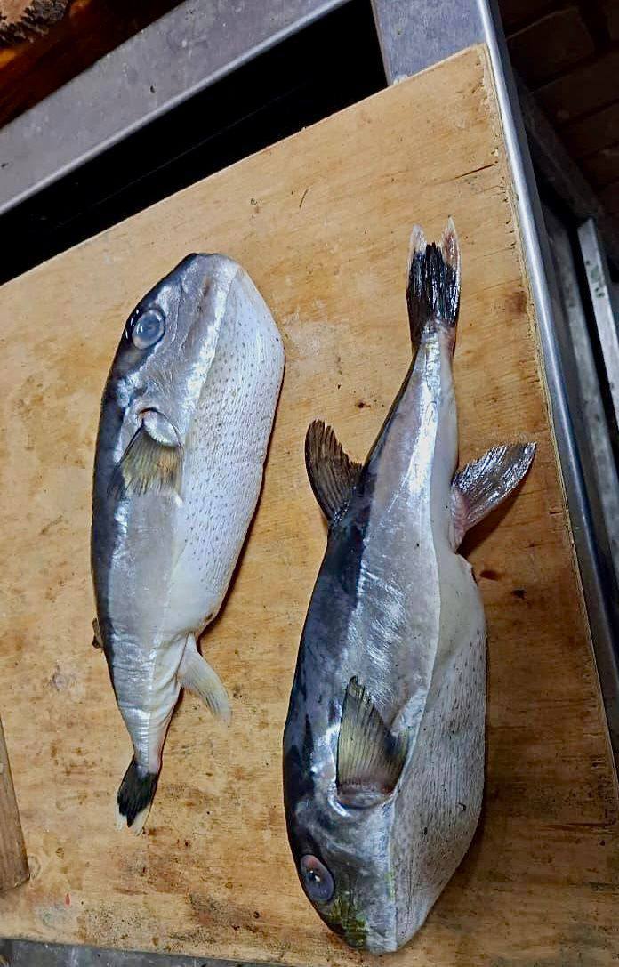 На Кубани мужчине продали смертельно опасного иглобрюха вместо скумбрии На Кубани мужчине продали смертельно опасного иглобрюха вместо скумбрии