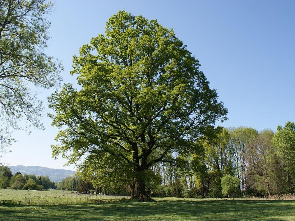 Почему некоторые деревья могут угрожать вашему дому во время грозы