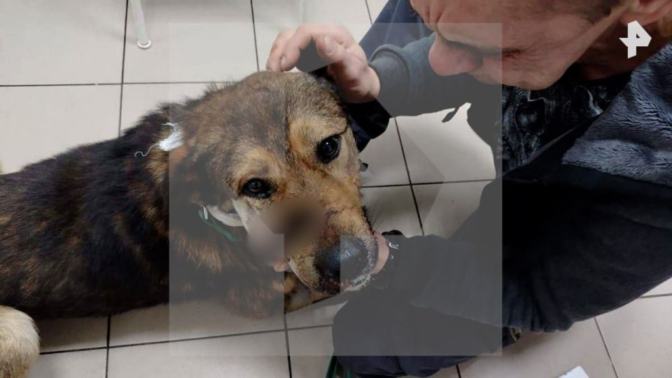 Житель Подмосковья расстрелял двух собак и избил их хозяина за отказ выплачивать компенсацию, после того, как один из питомцев понюхал его ногу