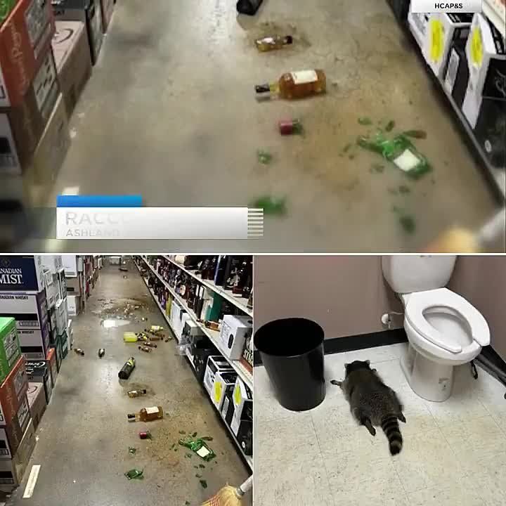 Енот устроил погром в винном магазине и уснул в туалете