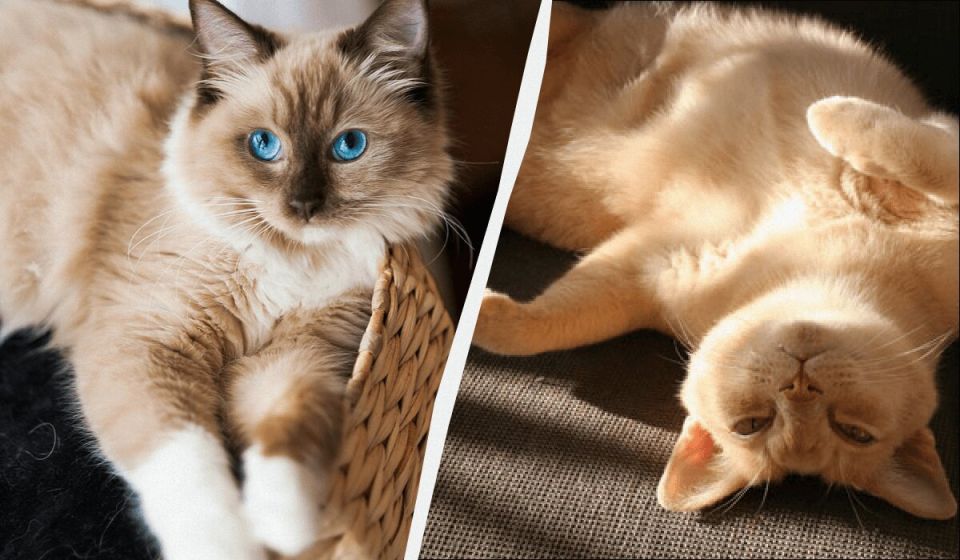 Кошки, которые подарят вам тепло и ласку: самые дружелюбные породы