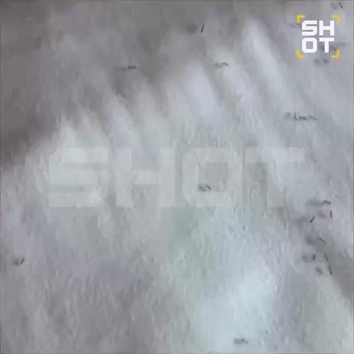 Огненные муравьи атаковали российских туристов на Пхукете