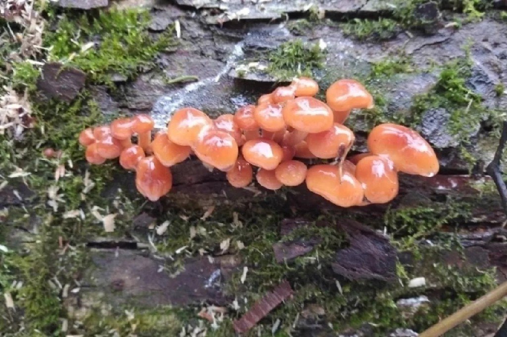 Аномальный декабрь в Подмосковье вызвал рост грибов — эксперт Тихомиров