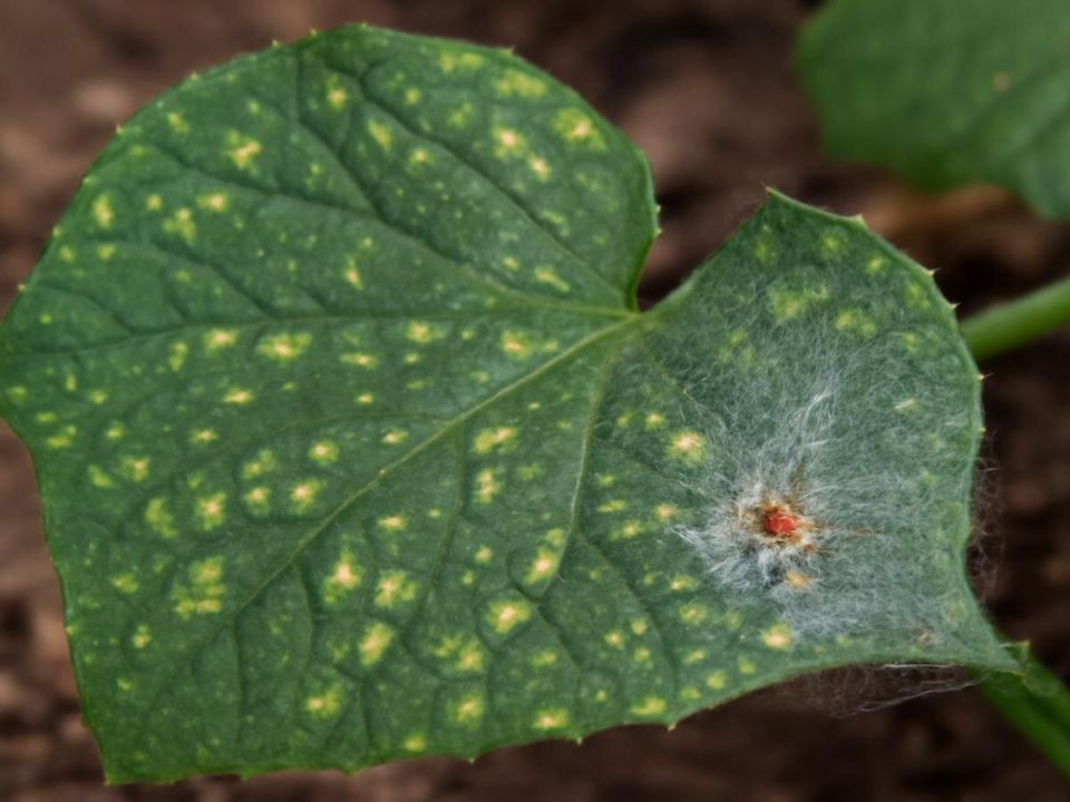 �� ����� ���������� ����� ���������� ��� ������: ������ �� ������ � ����������