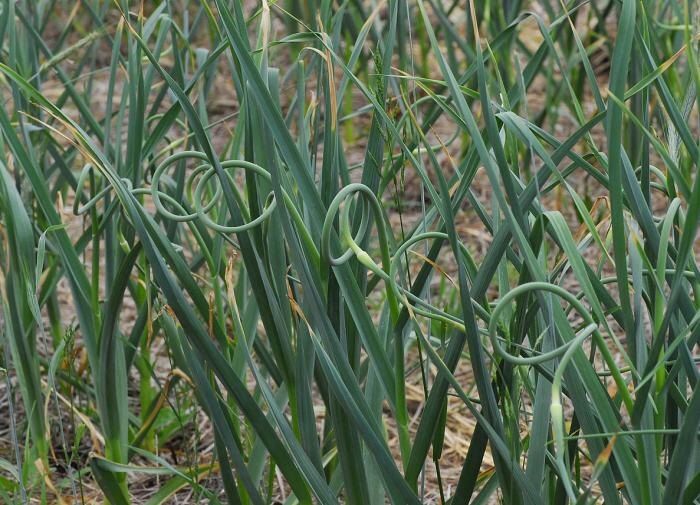 Как борная кислота поможет вырастить идеальный чеснок: секреты агрономов