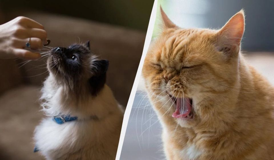 ������ ���� � ������ �� ���� �� ������ ������ ����: ���������� ����������