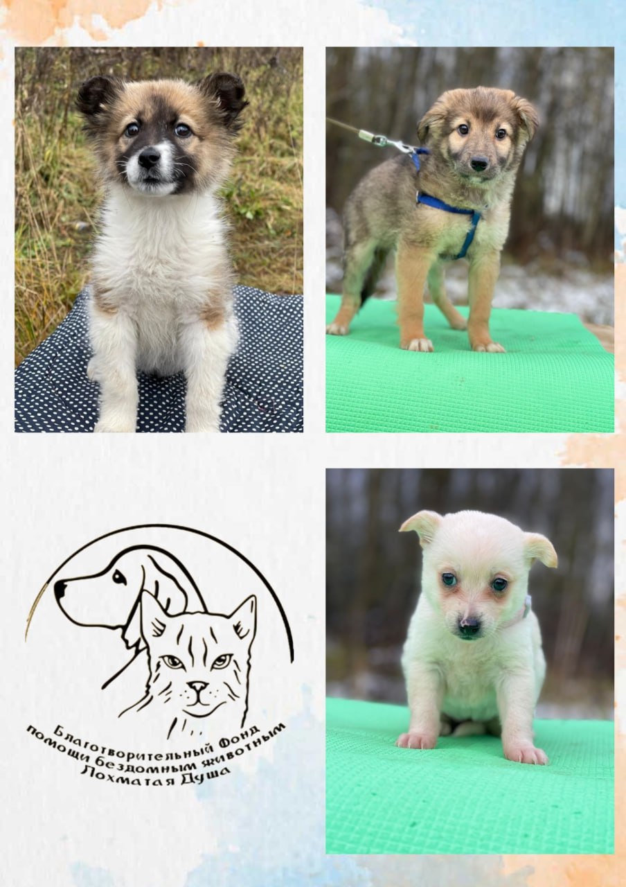 В преддверии благотворительного вечера «Лай, снег и мандарины» хотим поделиться фотографиями тех, ради кого он и будет организован! В преддверии благотворительного вечера «Лай, снег и мандарины» хотим поделиться фотографиями тех, ради кого он и будет организован!