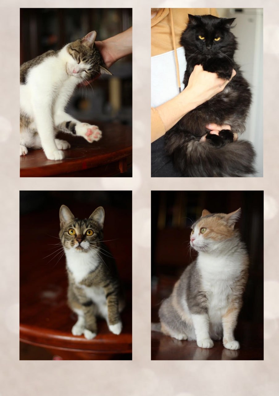 В преддверии благотворительного вечера «Лай, снег и мандарины» хотим поделиться фотографиями тех, ради кого он и будет организован! В преддверии благотворительного вечера «Лай, снег и мандарины» хотим поделиться фотографиями тех, ради кого он и будет организован!