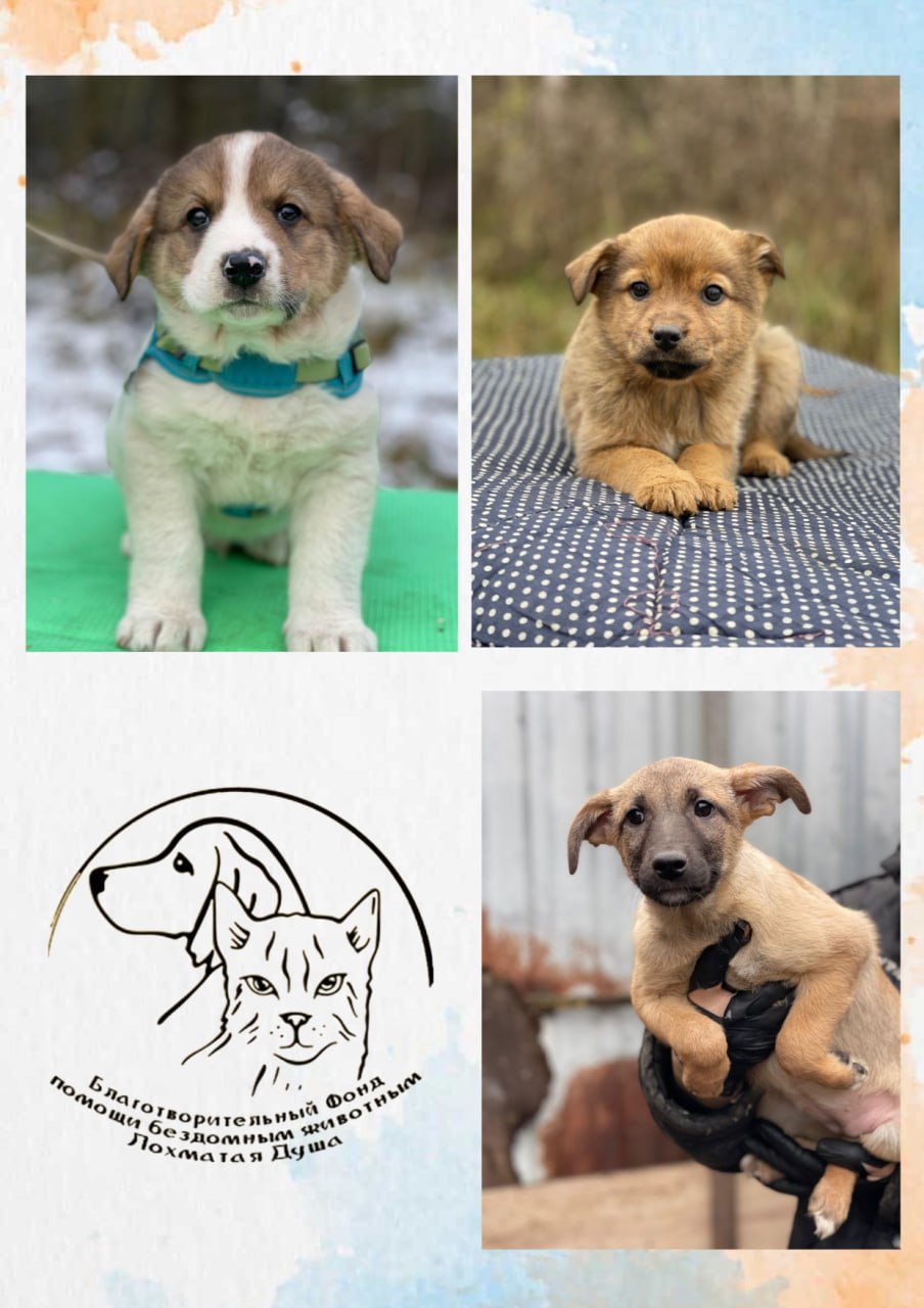 В преддверии благотворительного вечера «Лай, снег и мандарины» хотим поделиться фотографиями тех, ради кого он и будет организован! В преддверии благотворительного вечера «Лай, снег и мандарины» хотим поделиться фотографиями тех, ради кого он и будет организован!