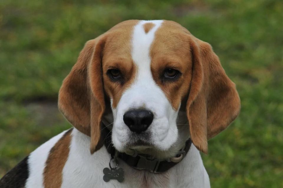 ������� ������������ �����: ��� ������� �������