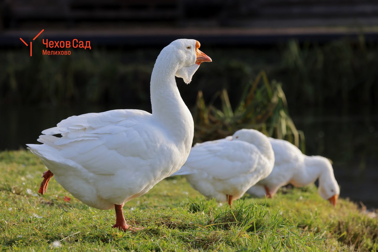 ЗИМНИЕ ПОРТРЕТЫ... Мелиховские гуси принимают солнечные ванны