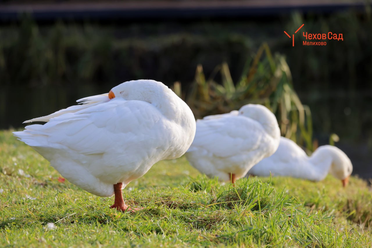 ЗИМНИЕ ПОРТРЕТЫ... Мелиховские гуси принимают солнечные ванны ЗИМНИЕ ПОРТРЕТЫ... Мелиховские гуси принимают солнечные ванны