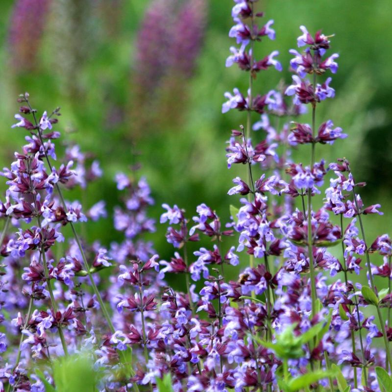 Шалфей на даче: как вырастить ароматное чудо с минимальными усилиями