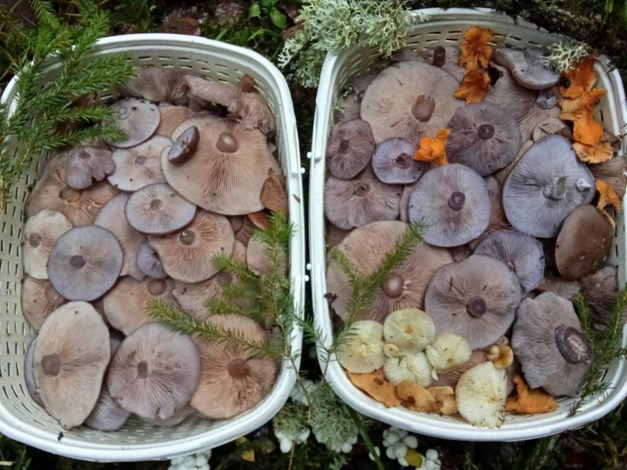 Шёл шестой день зимы — грибники продолжали выносить из лесов полные корзинки Шёл шестой день зимы — грибники продолжали выносить из лесов полные корзинки