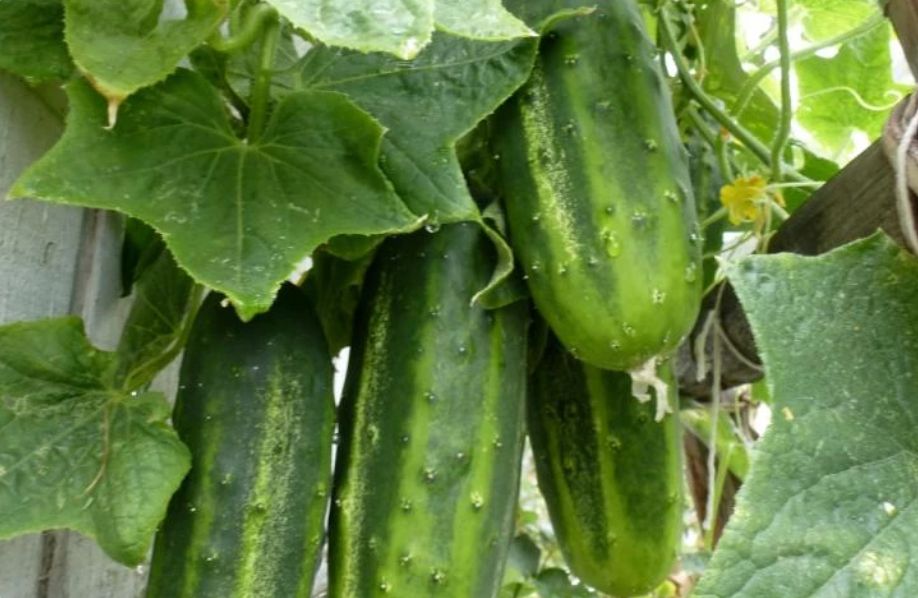 ������ ������������������ ������� ������� ��� ������ �������