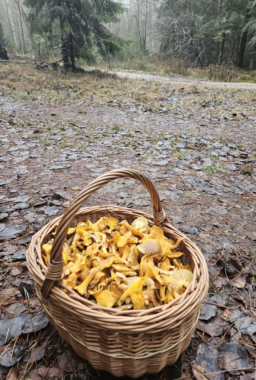 Шёл шестой день зимы — грибники продолжали выносить из лесов полные корзинки Шёл шестой день зимы — грибники продолжали выносить из лесов полные корзинки