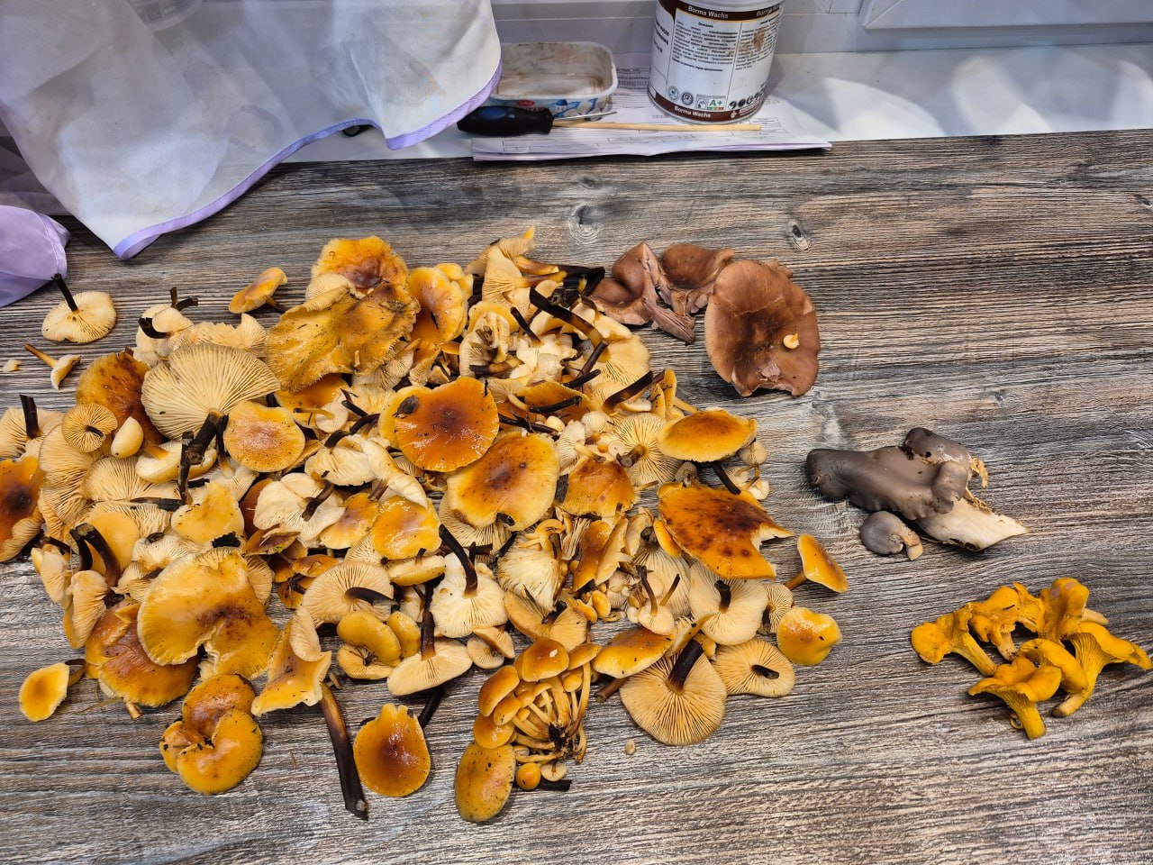 Шёл шестой день зимы — грибники продолжали выносить из лесов полные корзинки Шёл шестой день зимы — грибники продолжали выносить из лесов полные корзинки