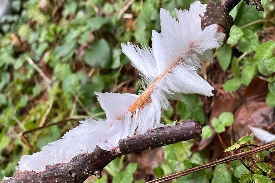 «Ледяная шерсть» выросла на деревьях в подмосковных лесах — редкое природное явление