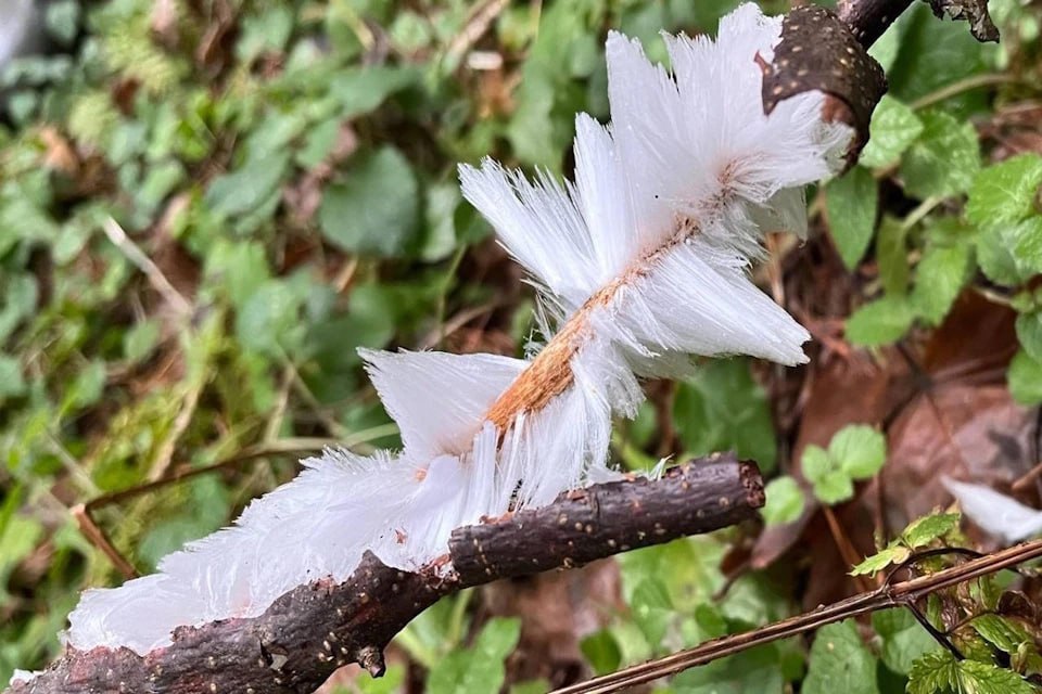 «Ледяная шерсть» выросла на деревьях в подмосковных лесах — редкое природное явление