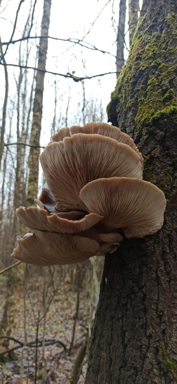 Шёл шестой день зимы — грибники продолжали выносить из лесов полные корзинки Шёл шестой день зимы — грибники продолжали выносить из лесов полные корзинки