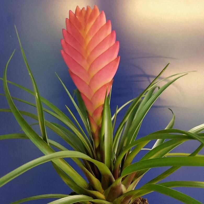 ���� ����� �������� ��� ��������� ����