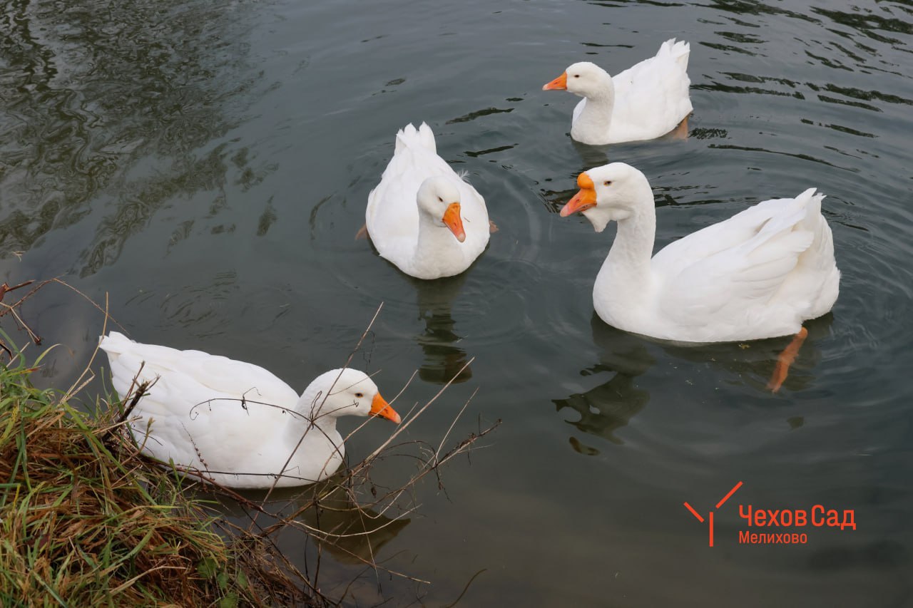 ЗИМНИЕ ПОРТРЕТЫ... Мелиховские гуси принимают солнечные ванны ЗИМНИЕ ПОРТРЕТЫ... Мелиховские гуси принимают солнечные ванны