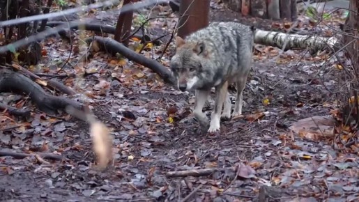 Серый волк Ёжка теперь живёт на Старой территории Московского зоопарка!