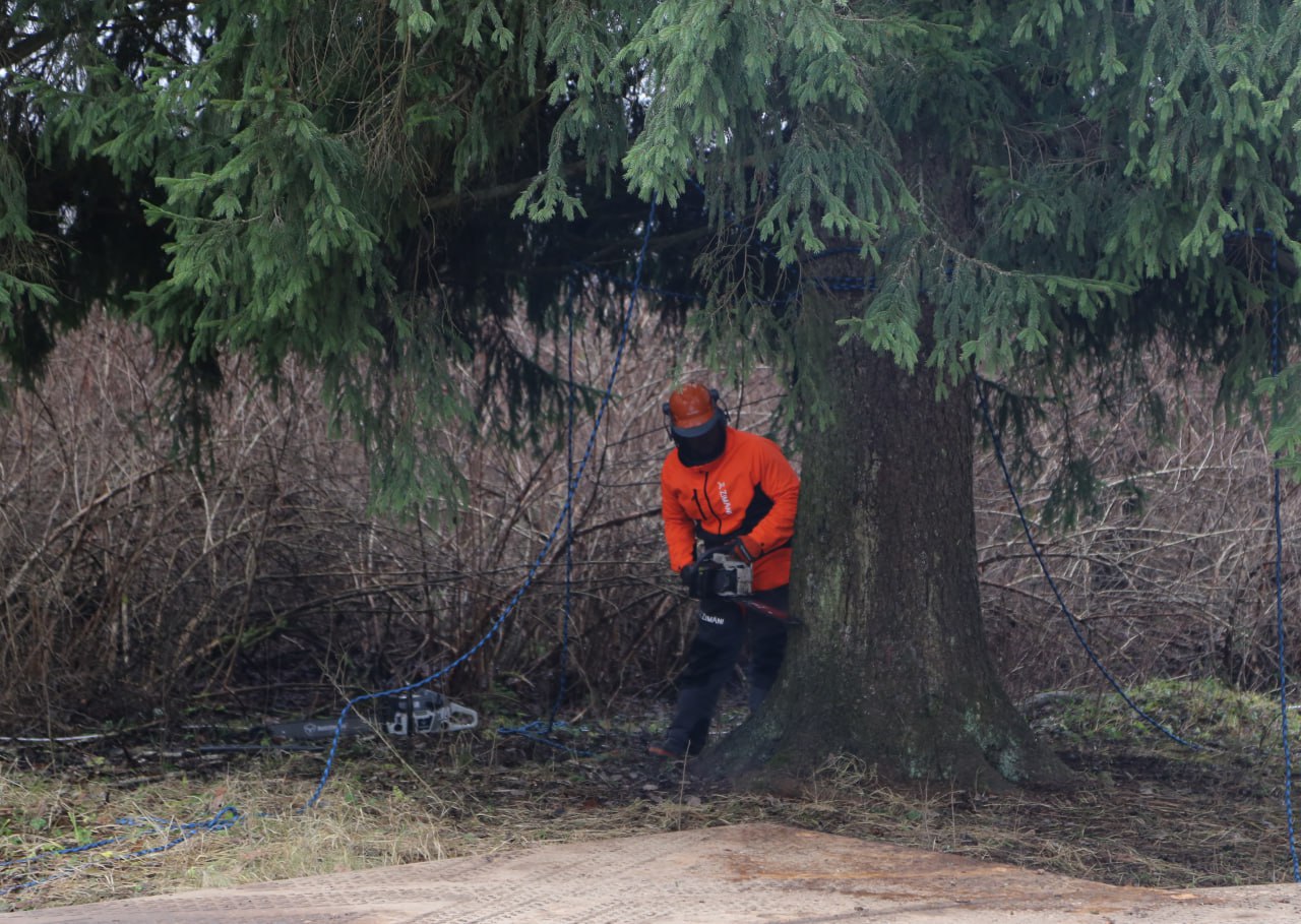 Главную новогоднюю ель страны спилили в Рузском округе Главную новогоднюю ель страны спилили в Рузском округе
