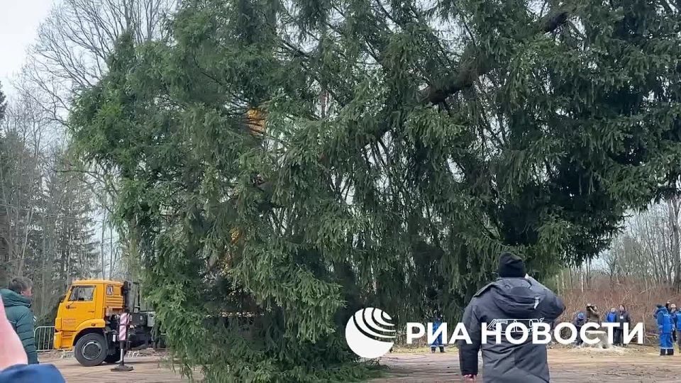 Главную новогоднюю ёлку страны спилили в Рузском городском округе Подмосковья