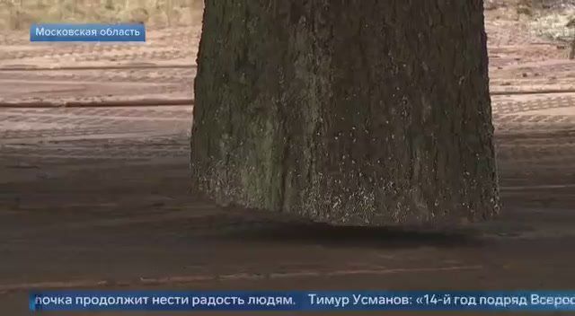 Верная примета приближающегося Нового года — главная елка страны