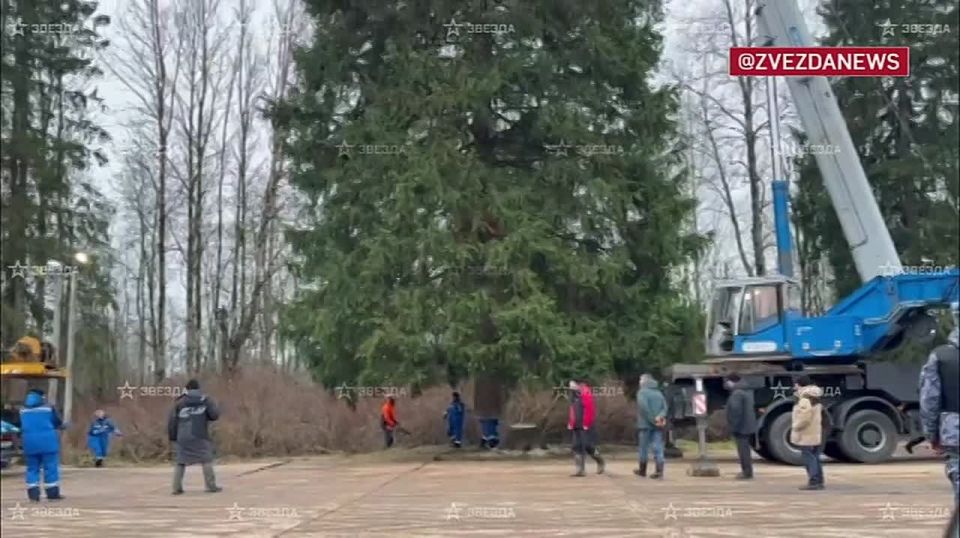Главная елка страны приедет в Кремль 10 декабря — только что ее спилили в Подмосковье