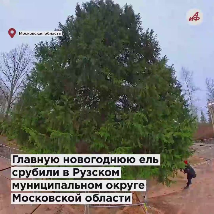 Выбор сделан: в Подмосковье спилили главную новогоднюю ель России