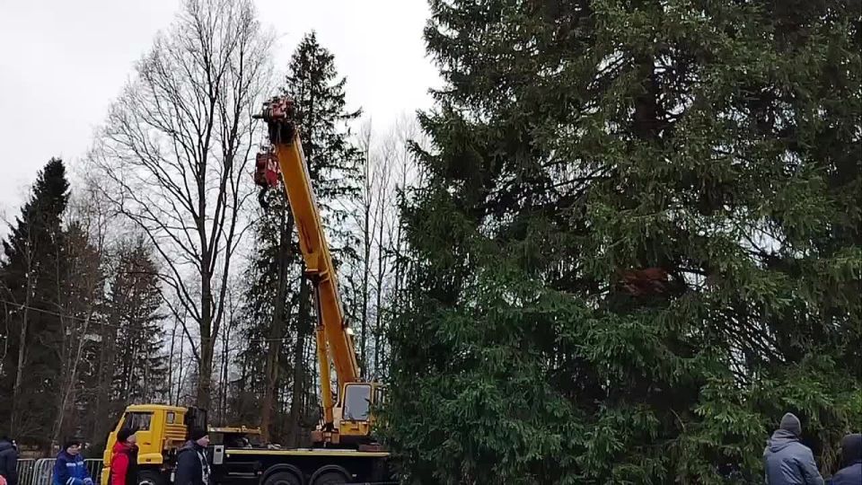Главную новогоднюю ель страны спилили в подмосковной Рузе