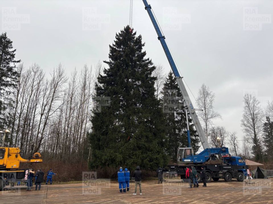 Главную новогоднюю елку страны спилили в Подмосковье