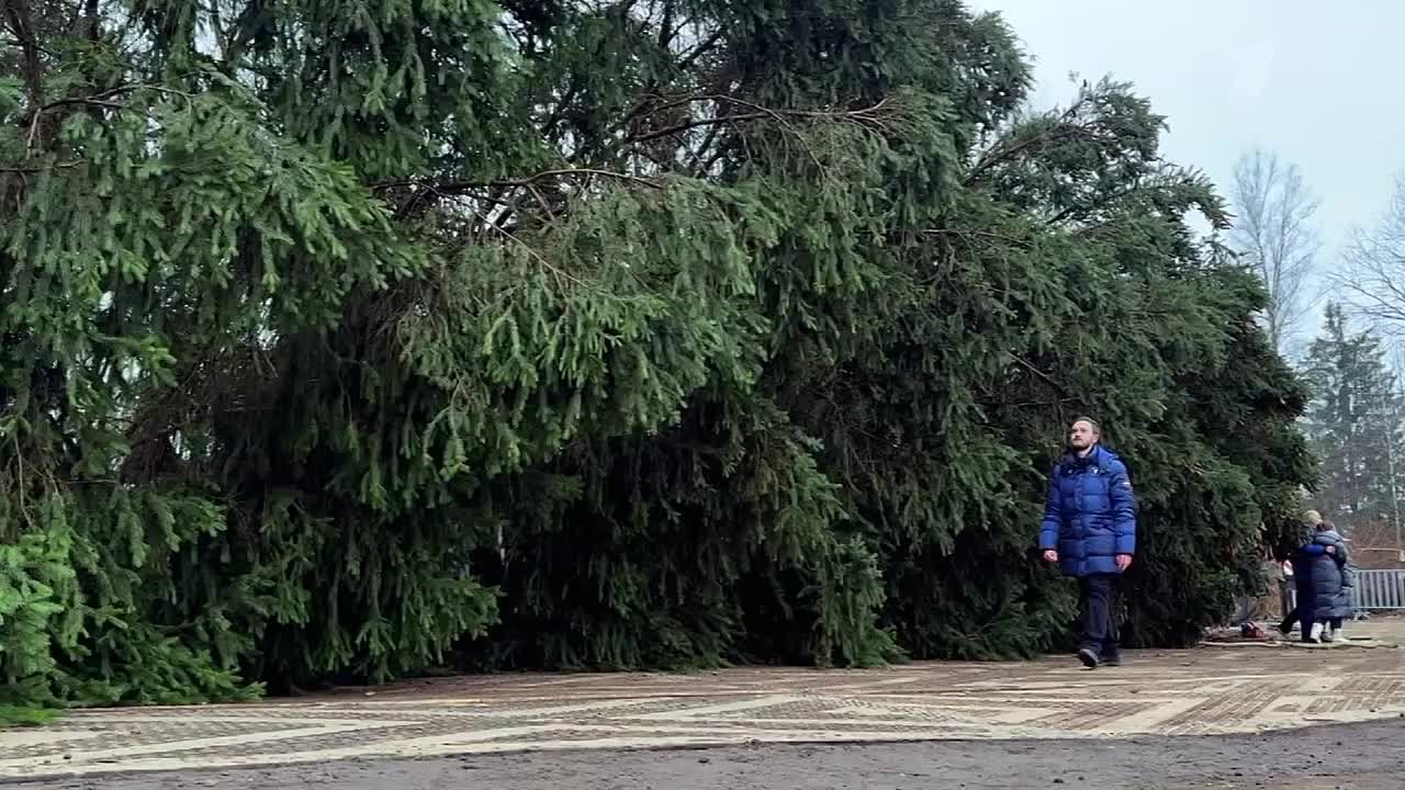 Главная елка страны: знакомимся и ждем!