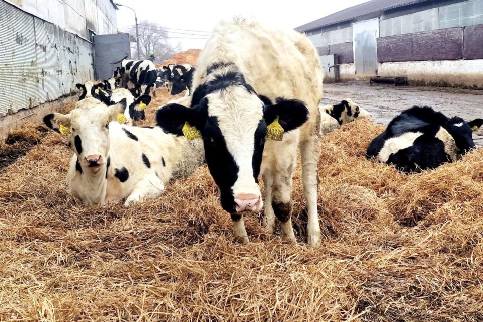 ���������� ����������� � ���������� �������: � �� �������������� ����������, ��� �������� ������� ������ �����