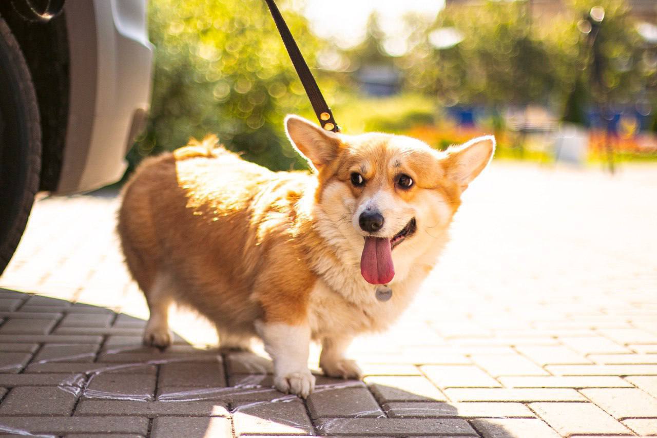 Удобный сервис онлайн-регистрации домашних животных Удобный сервис онлайн-регистрации домашних животных