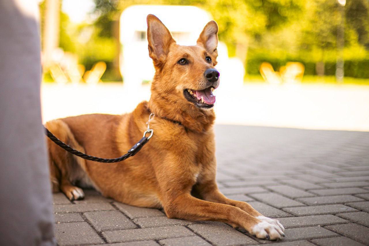 Удобный сервис онлайн-регистрации домашних животных Удобный сервис онлайн-регистрации домашних животных