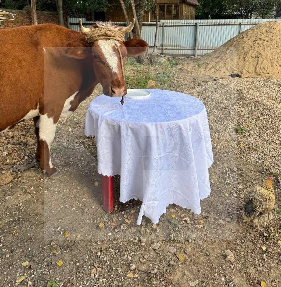 Рогатая соседка: жительница Подмосковья поселила корову прямо у себя дома Рогатая соседка: жительница Подмосковья поселила корову прямо у себя дома