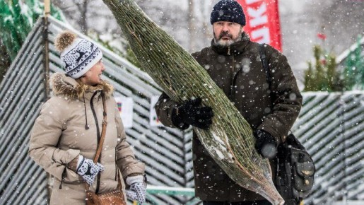 Ёлки в электричках Подмосковья теперь можно провозить бесплатно, сообщает Центральная пригородная пассажирская компания (ЦППК)