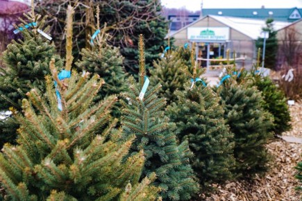 Выбираем ёлку в Химках: когда покупать и как ухаживать