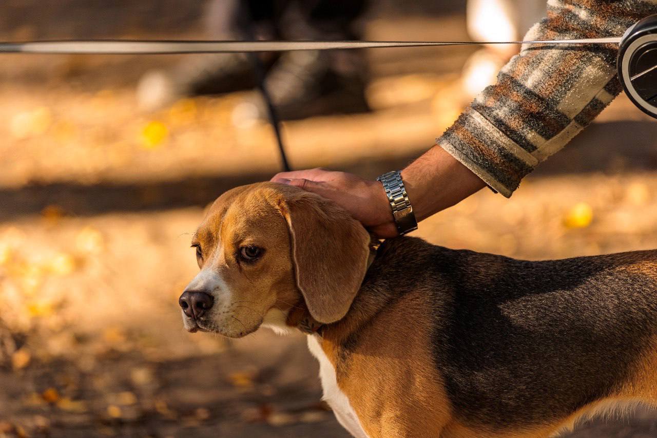 Удобный сервис онлайн-регистрации домашних животных