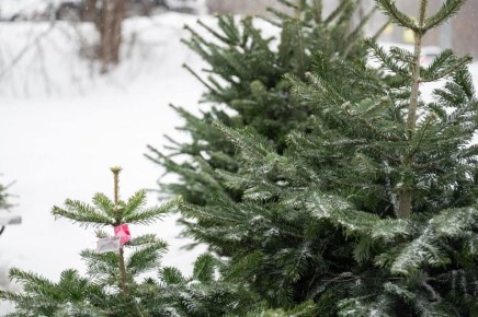 В Ленинском городском округе откроются 23 ёлочных базара