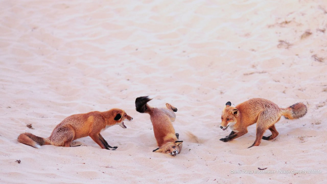 Танцующая горилла выиграла премию Comedy Wildlife Photo Awards 2025 Танцующая горилла выиграла премию Comedy Wildlife Photo Awards 2025