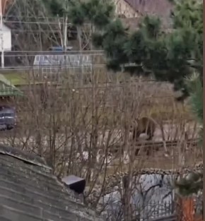 Будьте осторожны! Из-за бесснежной и теплой зимы в Подмосковье медведи не уходят в спячку, рассказал эколог Илья Рыбальченко «Абзацу»