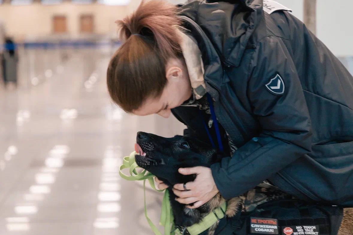 Четырехлапые специалисты на страже безопасности в аэропорту Домодедово Четырехлапые специалисты на страже безопасности в аэропорту Домодедово