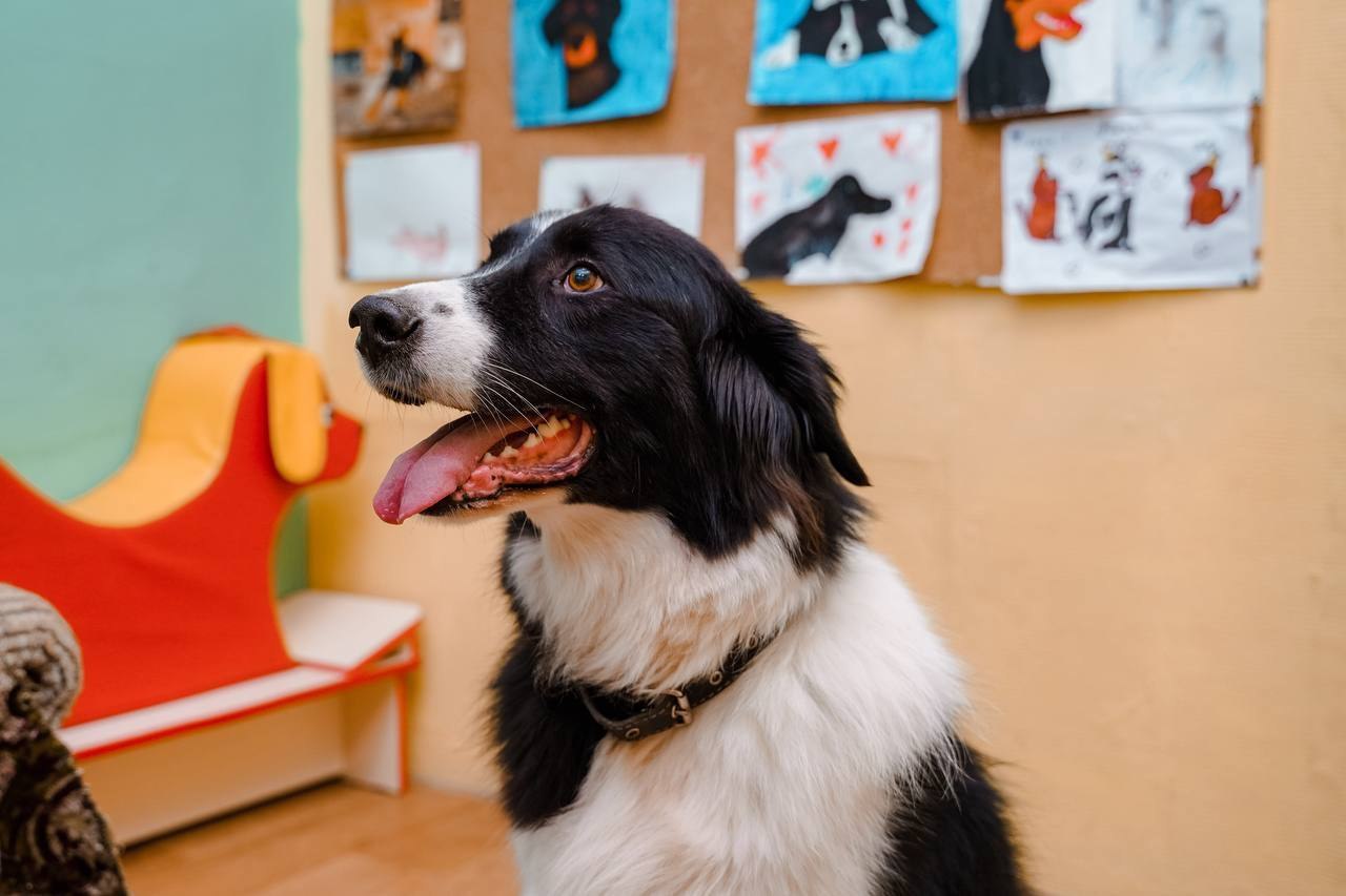 Пушистый доктор. В рамках проекта «КРИА» специалисты социального центра «Орехово-Зуевский» активно внедряют в процесс реабилитации детей метод канистерапии – с ребятами занимаются опытные пушистые ассистенты Пушистый доктор. В рамках проекта «КРИА» специалисты социального центра «Орехово-Зуевский» активно внедряют в процесс реабилитации детей метод канистерапии – с ребятами занимаются опытные пушистые ассистенты